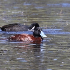 Oxyura australis at Isabella Plains, ACT - 26 Jan 2023 11:12 AM