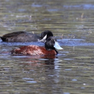 Oxyura australis at Isabella Plains, ACT - 26 Jan 2023