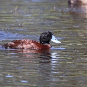 Oxyura australis at Isabella Plains, ACT - 26 Jan 2023