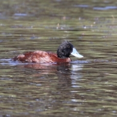 Oxyura australis at Isabella Plains, ACT - 26 Jan 2023 11:12 AM