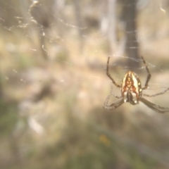 Plebs bradleyi (Enamelled spider) at Cooma, NSW - 26 Jan 2023 by mahargiani