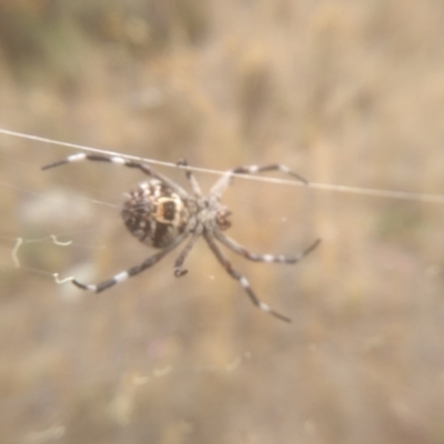 Backobourkia (genus) (An orb weaver) at Cooma, NSW - 26 Jan 2023 by mahargiani