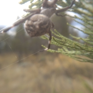 Backobourkia sp. (genus) at Cooma, NSW - 26 Jan 2023