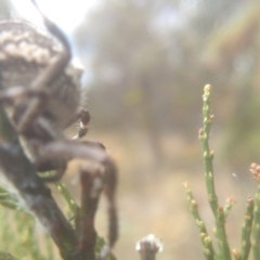 Backobourkia sp. (genus) at Cooma, NSW - 26 Jan 2023