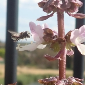 Lasioglossum (Chilalictus) sp. (genus & subgenus) at Dunlop, ACT - 26 Jan 2023 04:19 PM