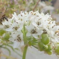 Lasioglossum (Chilalictus) sp. (genus & subgenus) at Dunlop, ACT - 26 Jan 2023 04:19 PM