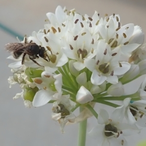 Lasioglossum (Chilalictus) sp. (genus & subgenus) at Dunlop, ACT - 26 Jan 2023 04:19 PM