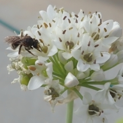 Lasioglossum (Chilalictus) sp. (genus & subgenus) at Dunlop, ACT - 26 Jan 2023