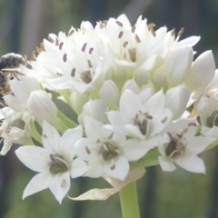 Lasioglossum (Chilalictus) sp. (genus & subgenus) at Dunlop, ACT - 26 Jan 2023