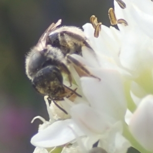 Lasioglossum (Chilalictus) sp. (genus & subgenus) at Dunlop, ACT - 26 Jan 2023 04:19 PM