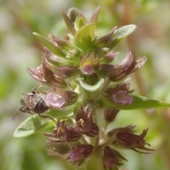 Homalictus (Homalictus) urbanus (sweat bee) at Dunlop, ACT - 26 Jan 2023 by JR