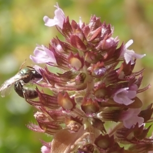 Lasioglossum (Homalictus) urbanum at Dunlop, ACT - 26 Jan 2023