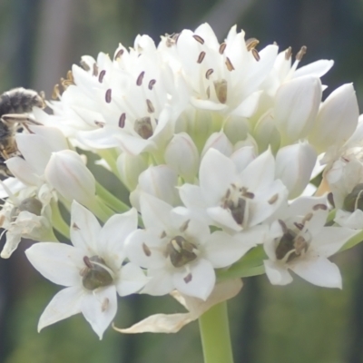 Lasioglossum (Chilalictus) sp. (genus & subgenus) (Halictid bee) at Dunlop, ACT - 26 Jan 2023 by JR