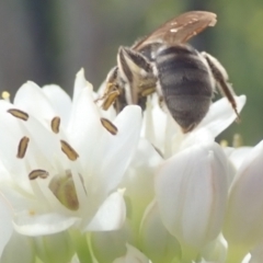 Lasioglossum (Chilalictus) sp. (genus & subgenus) at Dunlop, ACT - 26 Jan 2023