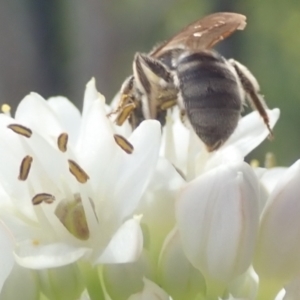 Lasioglossum (Chilalictus) sp. (genus & subgenus) at Dunlop, ACT - 26 Jan 2023