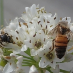 Lasioglossum (Chilalictus) sp. (genus & subgenus) at Dunlop, ACT - 26 Jan 2023