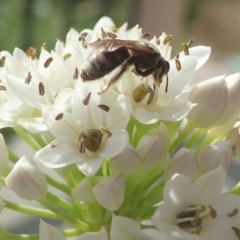 Lasioglossum (Chilalictus) sp. (genus & subgenus) at Dunlop, ACT - 26 Jan 2023