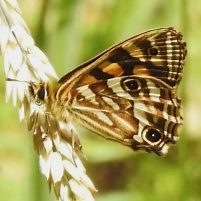 Oreixenica kershawi (Striped Xenica) at Cotter River, ACT - 21 Jan 2023 by JohnBundock