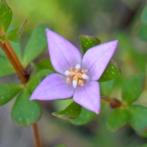 Boronia algida at Sassafras, NSW - suppressed