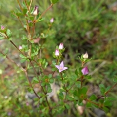 Boronia algida at Sassafras, NSW - suppressed