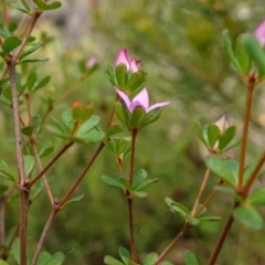 Boronia algida at Sassafras, NSW - suppressed