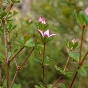 Boronia algida at Sassafras, NSW - suppressed