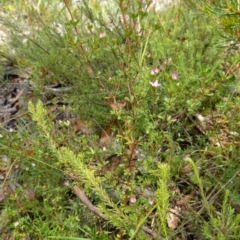 Boronia algida at Sassafras, NSW - suppressed