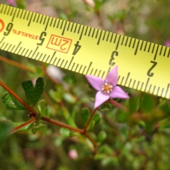 Boronia algida at Sassafras, NSW - 23 Jan 2023