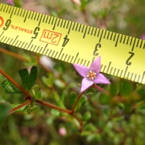 Boronia algida at Sassafras, NSW - suppressed