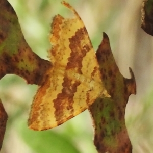 Chrysolarentia correlata at Cotter River, ACT - 21 Jan 2023