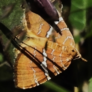 Chrysolarentia leucozona at Cotter River, ACT - 21 Jan 2023