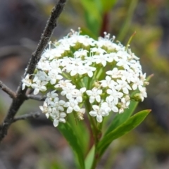 Platysace lanceolata (Shrubby Platysace) at Sassafras, NSW - 23 Jan 2023 by RobG1