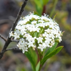 Platysace lanceolata at Sassafras, NSW - 23 Jan 2023