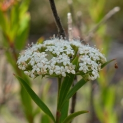 Platysace lanceolata at Sassafras, NSW - 23 Jan 2023