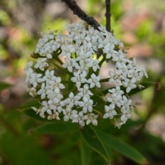 Platysace lanceolata at Sassafras, NSW - 23 Jan 2023