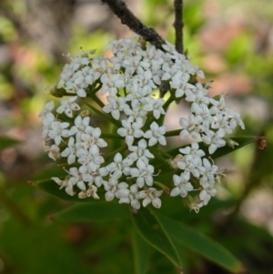 Platysace lanceolata at Sassafras, NSW - 23 Jan 2023