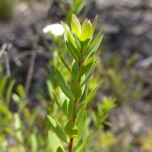 Platysace lanceolata at Sassafras, NSW - 23 Jan 2023
