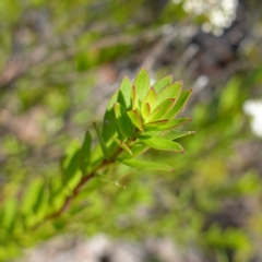 Platysace lanceolata at Sassafras, NSW - 23 Jan 2023