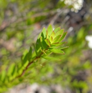 Platysace lanceolata at Sassafras, NSW - 23 Jan 2023