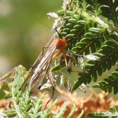 Harpobittacus australis (Hangingfly) at Cotter River, ACT - 21 Jan 2023 by JohnBundock
