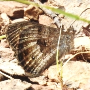 Geitoneura klugii at Cotter River, ACT - 21 Jan 2023