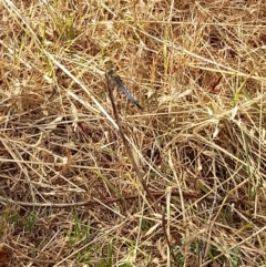 Orthetrum caledonicum (Blue Skimmer) at Coree, ACT - 26 Jan 2023 by VanceLawrence