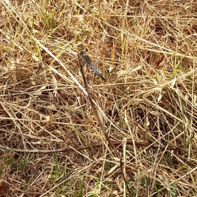 Orthetrum caledonicum (Blue Skimmer) at Ginninderry Conservation Corridor - 26 Jan 2023 by VanceLawrence