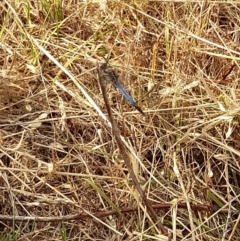 Orthetrum caledonicum at Coree, ACT - 26 Jan 2023