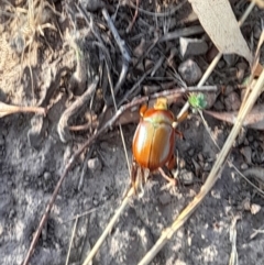 Anoplognathus montanus (Montane Christmas beetle) at Ginninderry Conservation Corridor - 26 Jan 2023 by VanceLawrence