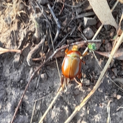 Anoplognathus montanus (Montane Christmas beetle) at Ginninderry Conservation Corridor - 26 Jan 2023 by VanceLawrence