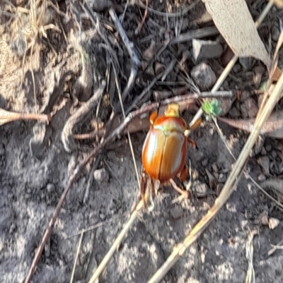 Anoplognathus montanus (Montane Christmas beetle) at Strathnairn, ACT - 26 Jan 2023 by VanceLawrence