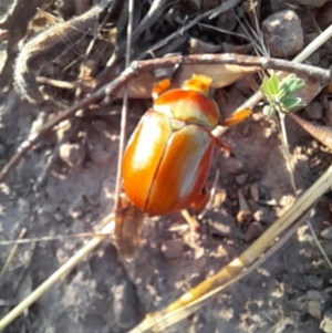 Anoplognathus montanus at Strathnairn, ACT - 26 Jan 2023 07:33 PM