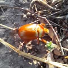 Anoplognathus montanus at Strathnairn, ACT - 26 Jan 2023 07:33 PM