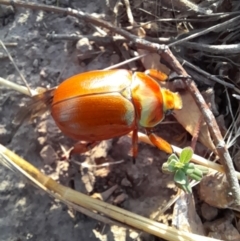 Anoplognathus montanus at Strathnairn, ACT - 26 Jan 2023